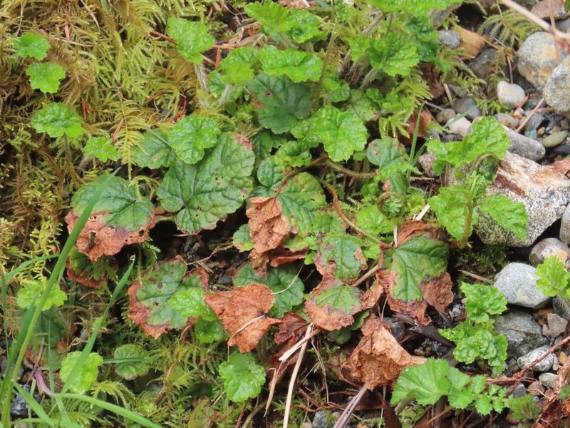 Brewerimitella ovalis, photographed by Erin Springinotic