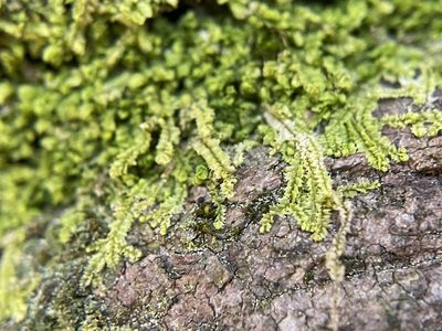 Lophocolea heterophylla, photographed by Bonnie Semmling