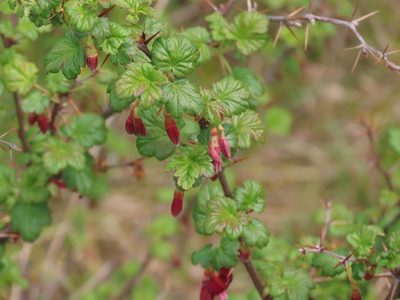Ribes lobbii, photographed by Erin Springinotic