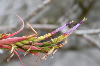 Tillandsia belloensis, photographed by Neptalí Ramírez Marcial
