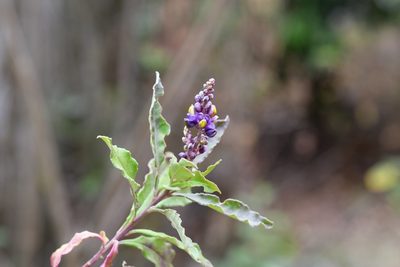 Monnina xalapensis, photographed by Neptalí Ramírez Marcial