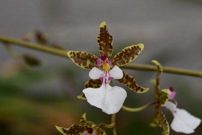 Oncidium leucochilum, photographed by Neptalí Ramírez Marcial
