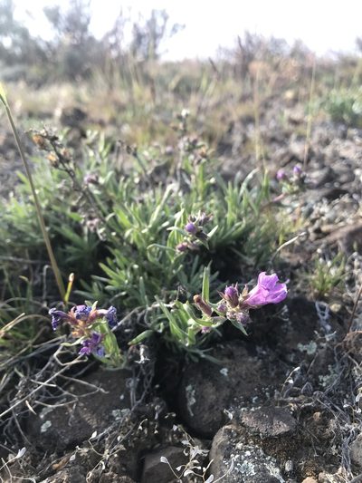 Penstemon gairdneri, photographed by Lindsey Salmonson