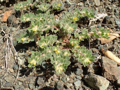 Acmispon brachycarpus, photographed by George Williams