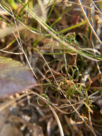 Schizaea pusilla, photographed by Bonnie Semmling