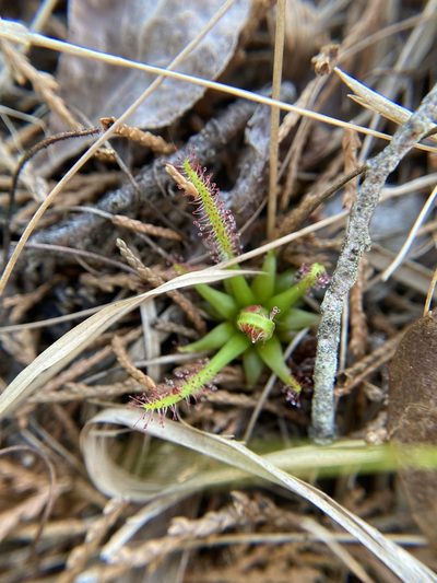 Drosera filiformis, photographed by Bonnie Semmling
