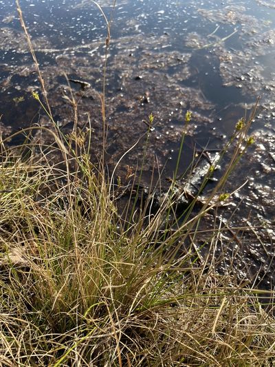 Carex exilis, photographed by Bonnie Semmling
