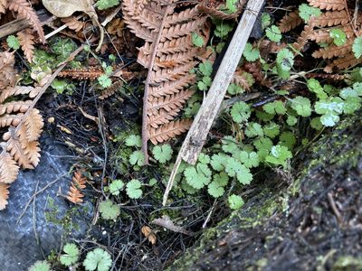 Hydrocotyle moschata, photographed by kikuyu