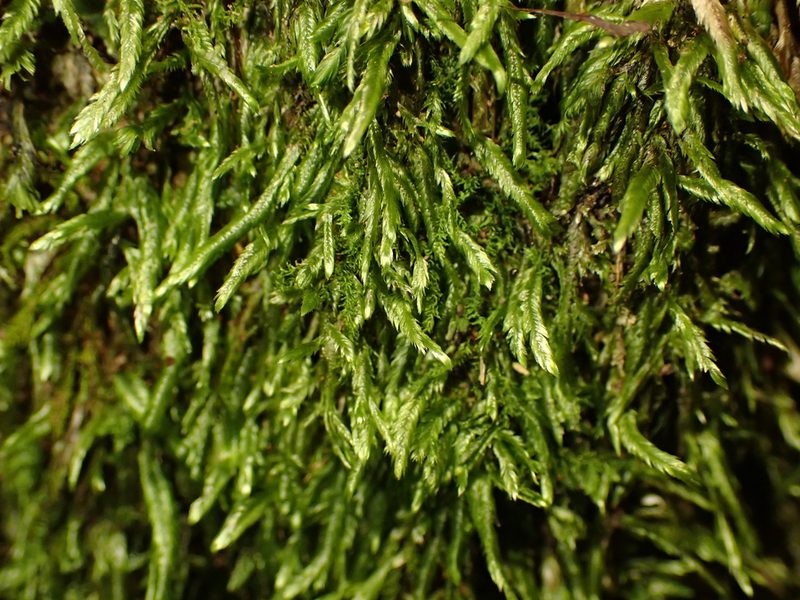 Catagonium nitens, photographed by Saryu Mae 前 朝琉