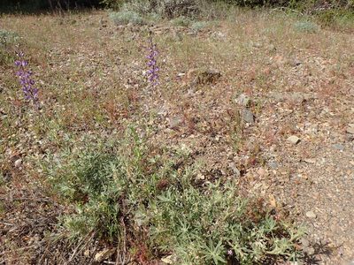 Lupinus formosus