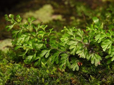 Hymenophyllum cupressiforme, photographed by Samuel Frankel