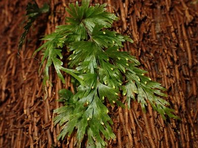 Hymenophyllum flabellatum, photographed by Saryu Mae 前 朝琉