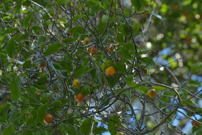Passiflora tetrandra, photographed by Christopher Stephens