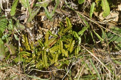 Austroblechnum penna-marina, photographed by Christopher Stephens