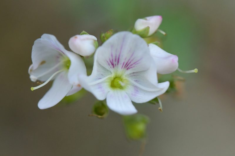 Veronica lanceolata, photographed by Christopher Stephens