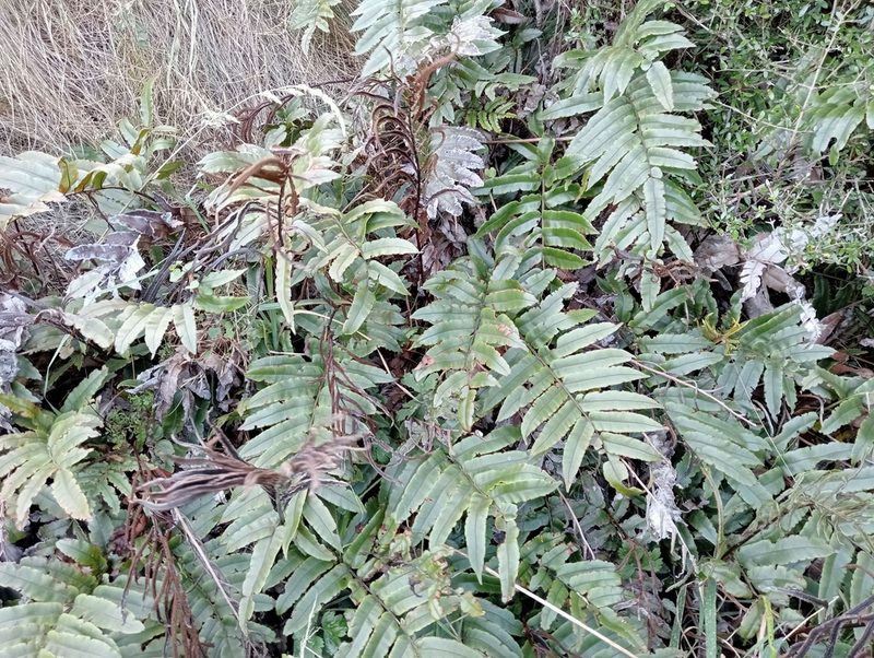 Parablechnum procerum, photographed by John Barkla