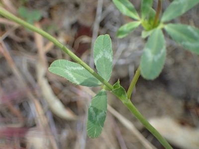 Trifolium ciliolatum, photographed by George Williams