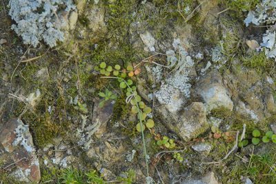 Epilobium nummulariifolium, photographed by Christopher Stephens