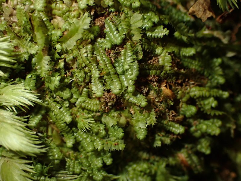 Bazzania tayloriana, photographed by Saryu Mae 前 朝琉