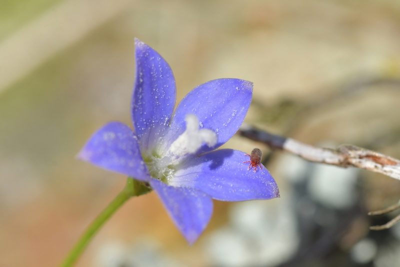 Wahlenbergia violacea, photographed by Christopher Stephens