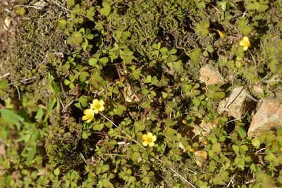 Oxalis exilis, photographed by Christopher Stephens