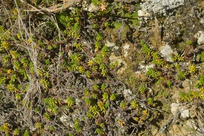 Raoulia glabra, photographed by Christopher Stephens