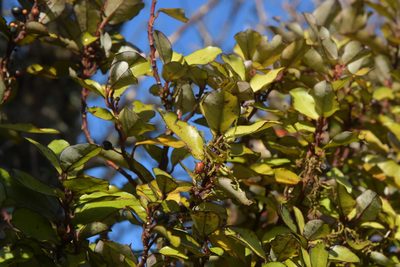 Pseudowintera colorata, photographed by Christopher Stephens