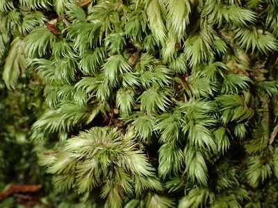 Leucobryum javense, photographed by Saryu Mae 前 朝琉