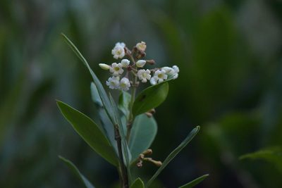 Parsonsia heterophylla, photographed by Christopher Stephens