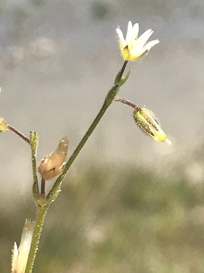 Cerastium pumilum, photographed by Aaron Liston
