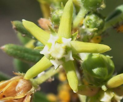 Aspidoglossum heterophyllum, photographed by Nicola van Berkel