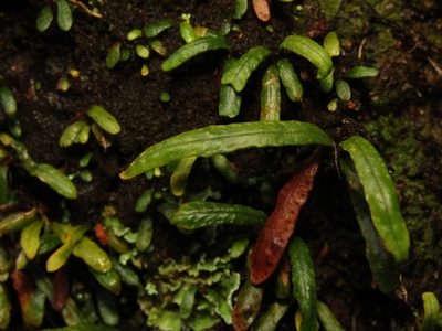 Aenigmatogrammitis stenophylla, photographed by Samuel Frankel