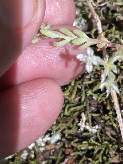 Sedum pusillum, photographed by Becky Dill