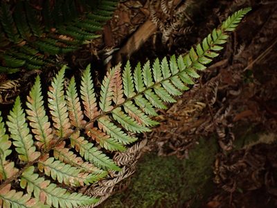 Dicksonia fibrosa, photographed by Saryu Mae 前 朝琉