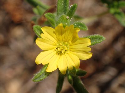 Lagophylla ramosissima, photographed by George Williams