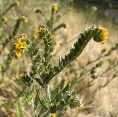 Amsinckia menziesii, photographed by Irene