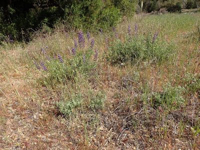 Lupinus formosus, photographed by George Williams