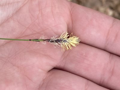 Carex pensylvanica, photographed by Eli Talhouk