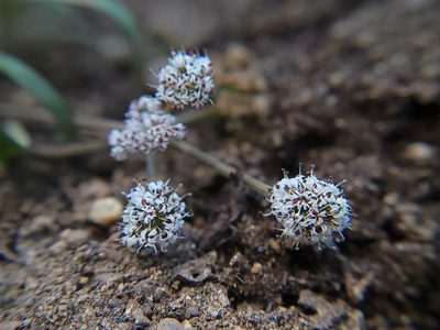 Lomatium linearifolium, photographed by Daniel S.