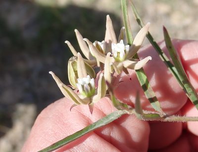 Asclepias navicularis, photographed by Nicola van Berkel