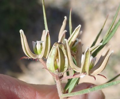 Asclepias navicularis, photographed by Nicola van Berkel