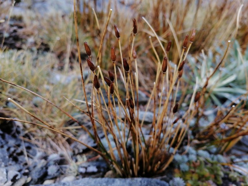 Marsippospermum gracile, photographed by darmozrac