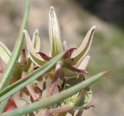 Asclepias navicularis, photographed by Nicola van Berkel