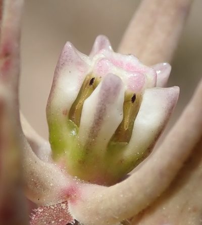 Asclepias navicularis, photographed by Nicola van Berkel