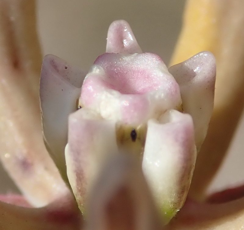 Asclepias navicularis, photographed by Nicola van Berkel