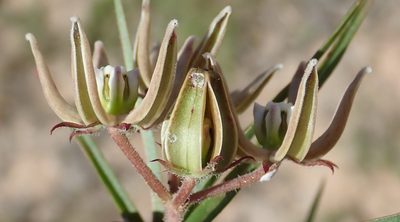 Asclepias navicularis, photographed by Nicola van Berkel