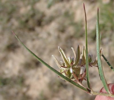 Asclepias navicularis, photographed by Nicola van Berkel