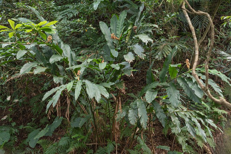 Alpinia uraiensis, photographed by 國立臺灣博物館
