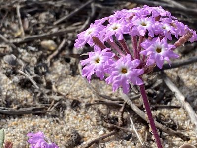 Abronia umbellata, photographed by Rachel Whitt