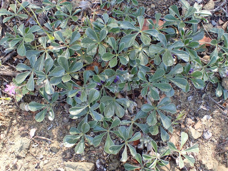 Pediomelum californicum, photographed by George Williams